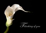 CThinking of You Calla Lily - Click To Enlarge