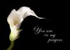 You Are in My Prayers Calla Lily