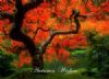 Autumn Wishes